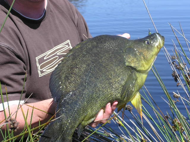 yellow-belly-fishing-fishwrecked-fishing-wa-fishing-photos